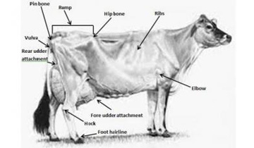 Cow Contributions to Environment in Gauvigyan Foundation in Jamnagar