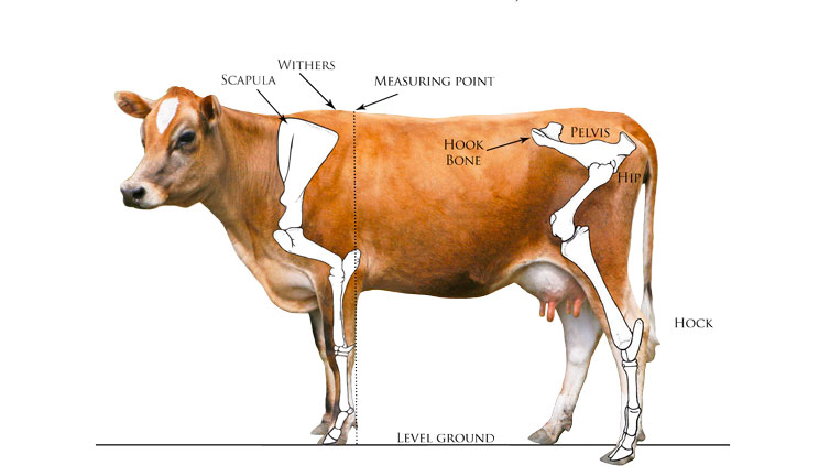 Nutritional Value of Cow Products in Gauvigyan Foundation in Jamnagar